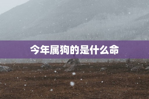 今年属狗的是什么命
