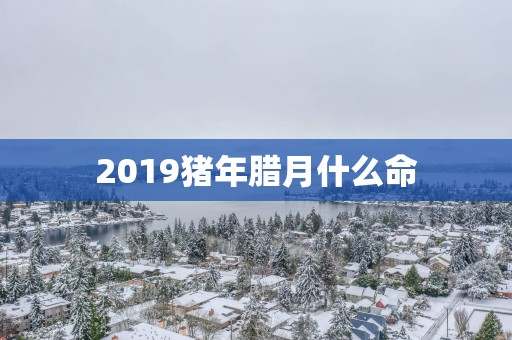 2019猪年腊月什么命