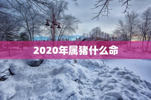 2025年属猪什么命