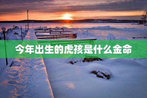 今年出生的虎孩是什么金命