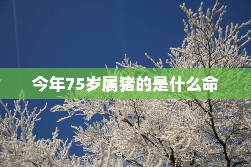 今年75岁属猪的是什么命
