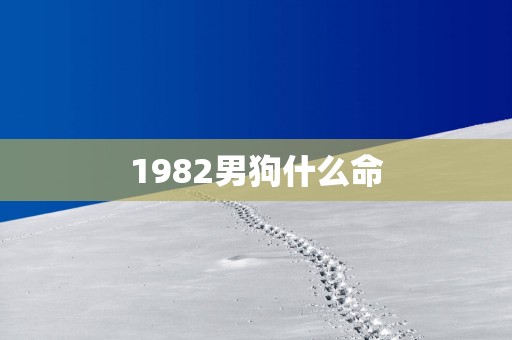 1982男狗什么命