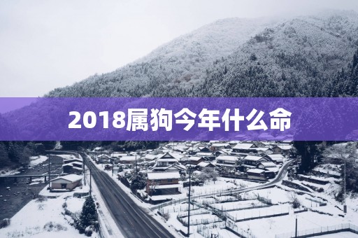 2018属狗今年什么命