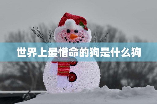 世界上最惜命的狗是什么狗