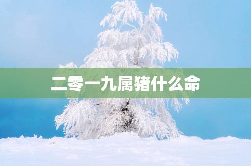 二零一九属猪什么命