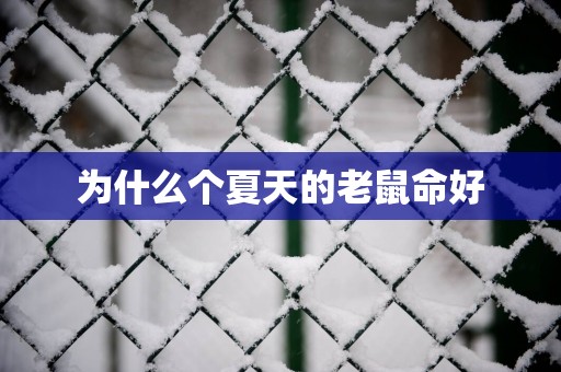 为什么个夏天的老鼠命好
