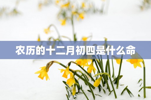 农历的十二月初四是什么命