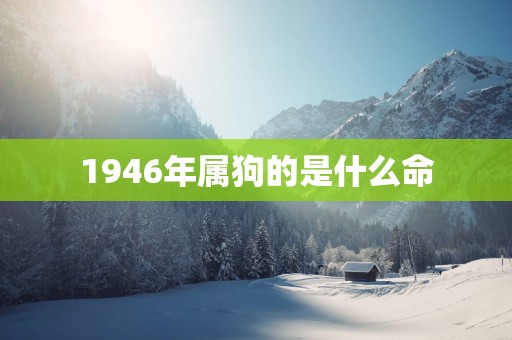 1946年属狗的是什么命