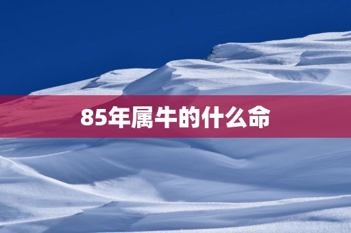 85年属牛的什么命