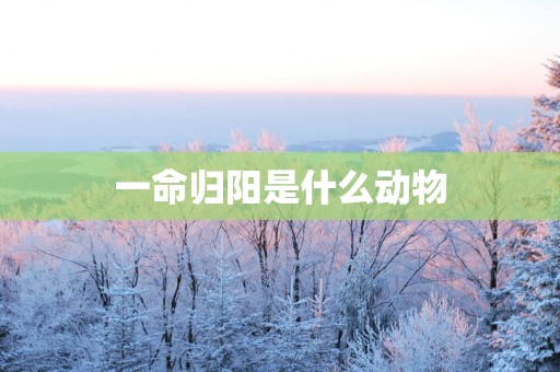 一命归阳是什么动物
