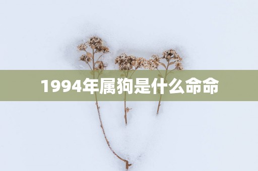 1994年属狗是什么命命