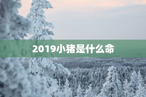 2019小猪是什么命