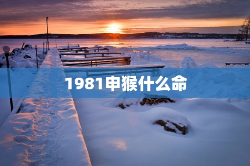 1981申猴什么命