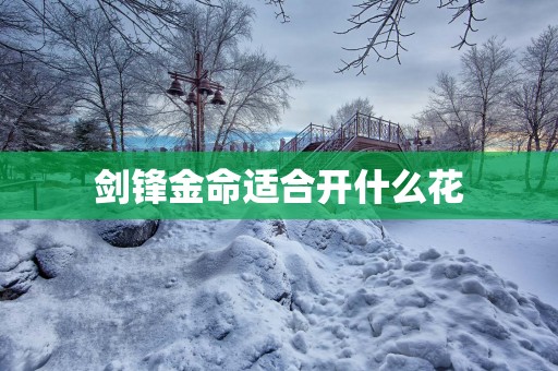 剑锋金命适合开什么花