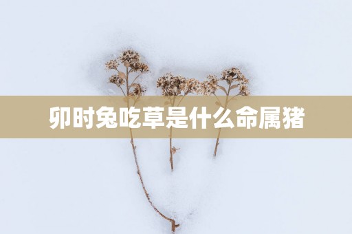 卯时兔吃草是什么命属猪