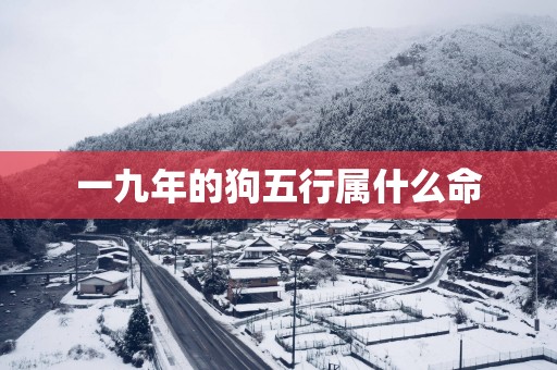 一九年的狗五行属什么命