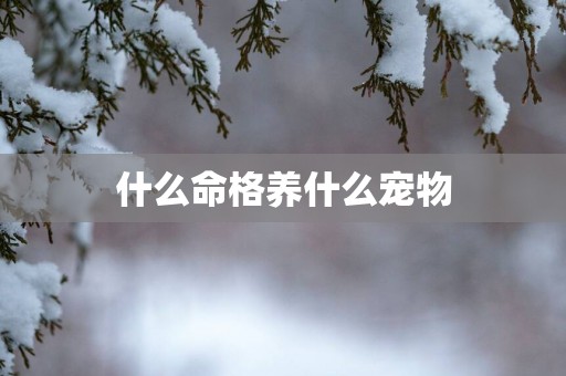 什么命格养什么宠物