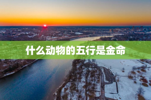 什么动物的五行是金命