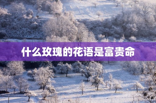 什么玫瑰的花语是富贵命