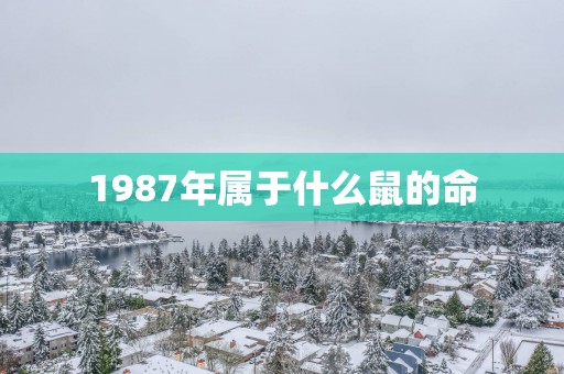 1987年属于什么鼠的命