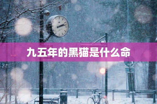 九五年的黑猫是什么命