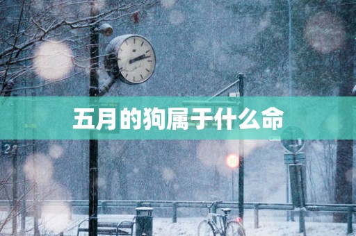 五月的狗属于什么命