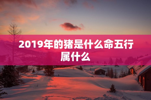 2019年的猪是什么命五行属什么