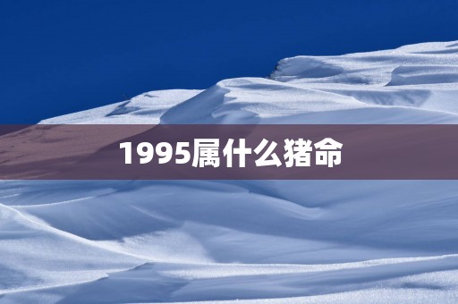1995属什么猪命