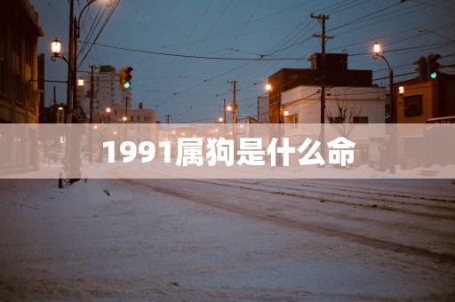 1991属狗是什么命