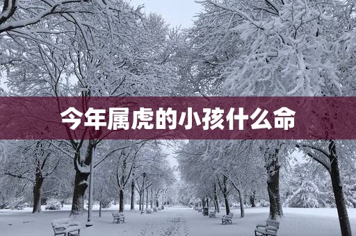 今年属虎的小孩什么命