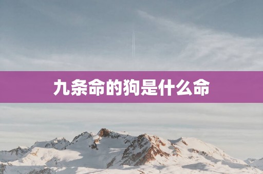 九条命的狗是什么命