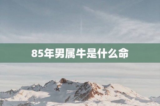 85年男属牛是什么命