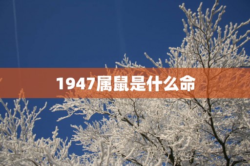 1947属鼠是什么命