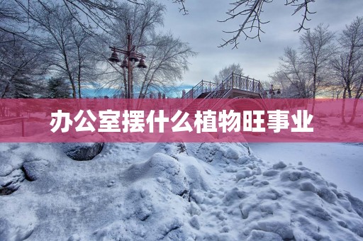 办公室摆什么植物旺事业