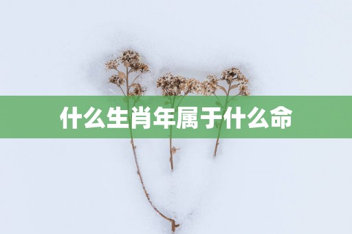 什么生肖年属于什么命