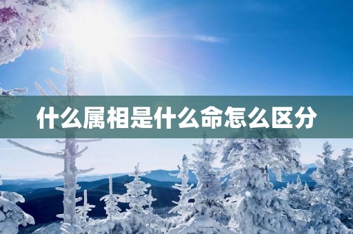 什么属相是什么命怎么区分