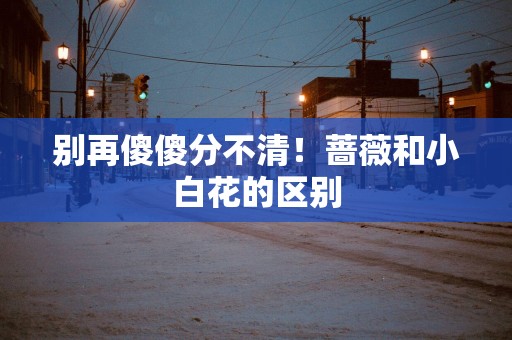 别再傻傻分不清！蔷薇和小白花的区别