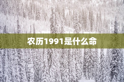 农历1991是什么命