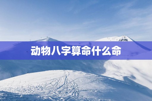 动物八字算命什么命