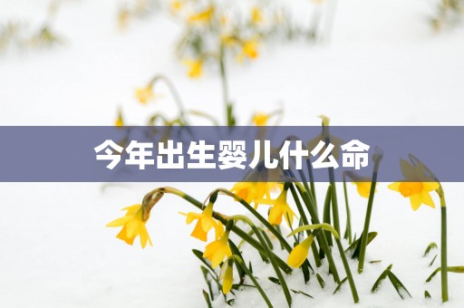 今年出生婴儿什么命