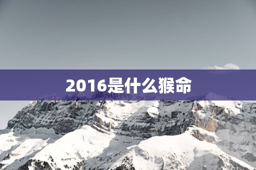 2016是什么猴命