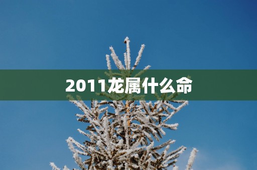 2011龙属什么命