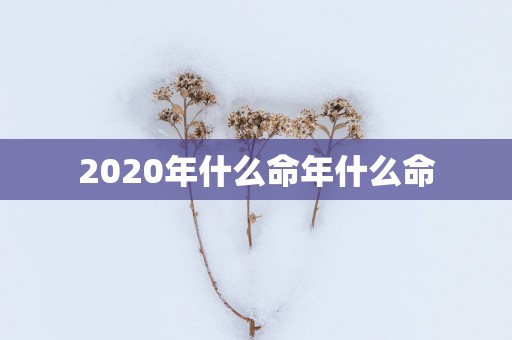 2025年什么命年什么命