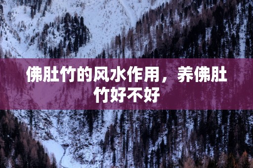 佛肚竹的风水作用，养佛肚竹好不好
