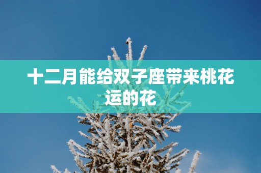 十二月能给双子座带来桃花运的花