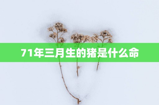 71年三月生的猪是什么命