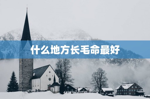 什么地方长毛命最好