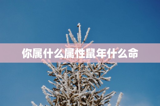 你属什么属性鼠年什么命