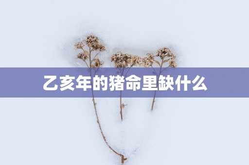 乙亥年的猪命里缺什么