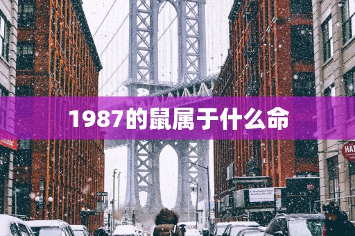 1987的鼠属于什么命
